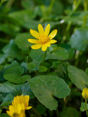 Spring celandine, or spring buttercup ( Latin Ranunculus ficaria ) is a herbaceous plant ; a species of the genus Buttercup ( Ranunculus )