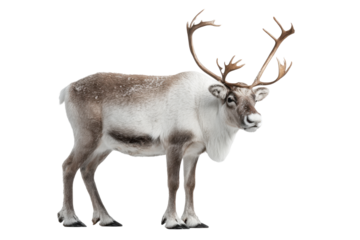 Majestic Reindeer Cutout on Transparent PNG