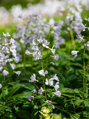 Heartsease , or Toothwort ( Latin-Cardamine ) is a genus of herbaceous plants of the Cabbage family