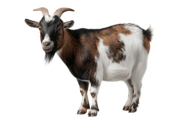 Fototapeta premium Milk Goat Cutout