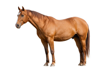 Elegant American Quarter Horse Full Body Cutout