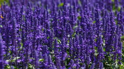 Naklejka premium Blue Salvia farinacea is blooms in garden. Salvia farinacea is bee-flendly plant