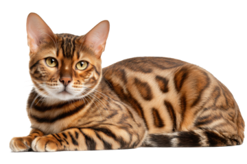Spotted Bengal Cat Side View on PNG Background