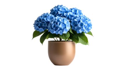 Vibrant blue hydrangea in a modern light brown curved pot, on a white background. Ideal for fresh and beautiful indoor/outdoor decor.