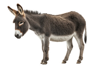 Rural Donkey Cutout - PNG