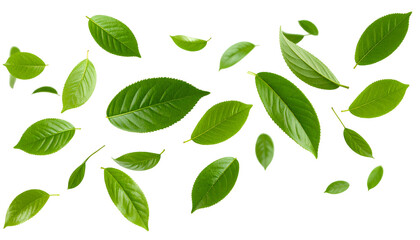 Airy Green Leaf Motion &ndash; Freshness Concept for Design, Transparent Background