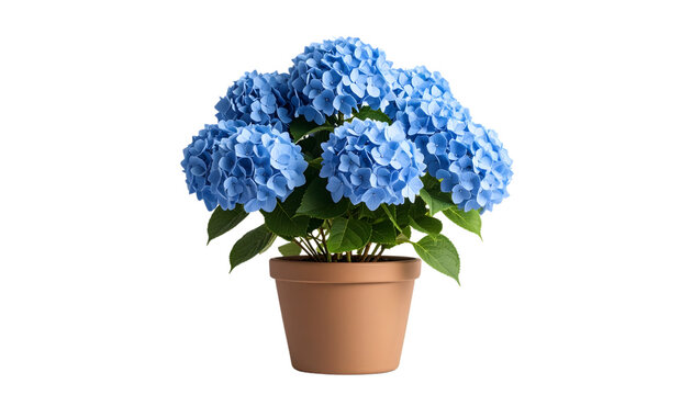 Vibrant blue hydrangea in a brown terracotta pot on a white background. Great for fresh decor or gifts.