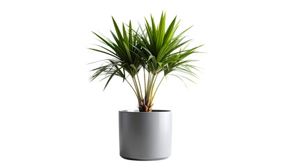 Vibrant Chinese fan palm in a gray cylindrical pot on a white background. Ideal for lush, relaxing interior design.