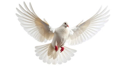Graceful white dove in flight against a white background, symbolizing peace and freedom.