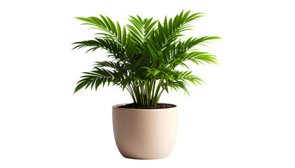 Vibrant parlor palm in a beige pot on a white background. Ideal for lush, relaxing interior design.