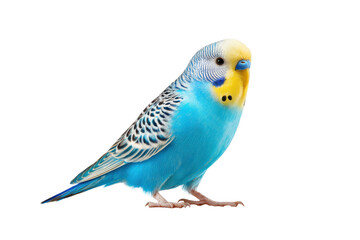 Fototapeta premium Vibrant Budgerigar on Transparent