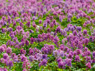 Corydalis cava ( Latin- Corydalis cava ) is a species of dicotyledonous flowering plants