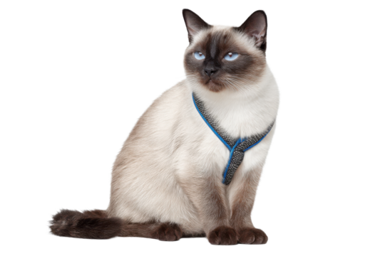 Elegant Siamese Feline Cutout PNG