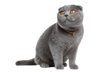 Scottish Fold Cat Isolated on Transparent Background