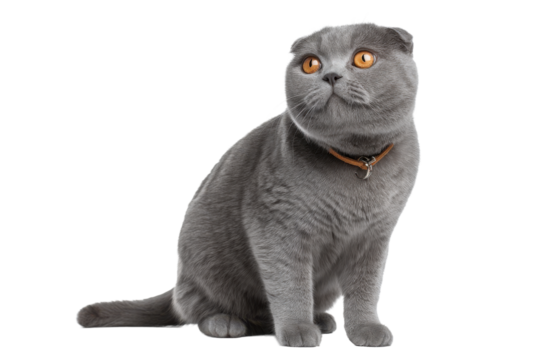 Scottish Fold Cat Isolated on Transparent Background