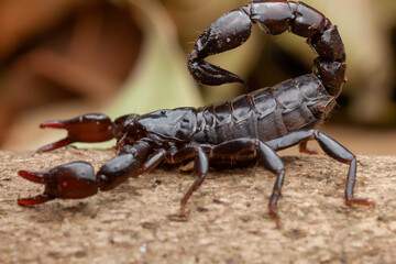 Scorpion (Bothriurus bonariensis)