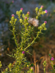 Thistle ( Latin-Carduus ) is a genus of plants of the Asteraceae family