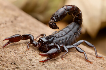 Scorpion (Bothriurus bonariensis)