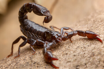 Scorpion (Bothriurus bonariensis)
