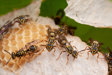 Wasp (Vespidae: Epiponini: Protopolybia)