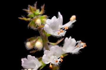 Basil flower (Ocimum basilicum)