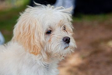 White dog portrait