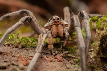 Wolf spider