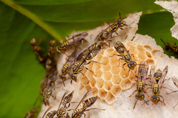 Wasp (Vespidae: Epiponini: Protopolybia)