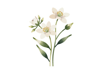 Fototapeta premium Watercolor Floral Illustration of Delicate White Flowers with Green Leaves and Buds - Botanical Art Print for Home Decor and Creative Projects - Elegant Floral Design Element