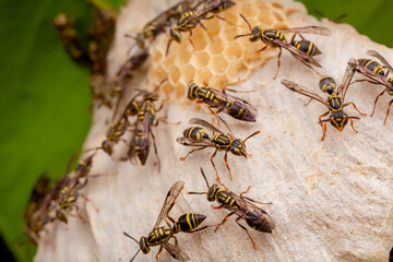 Wasp (Vespidae: Epiponini: Protopolybia)