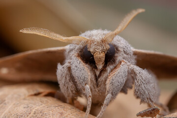American Silkworm Moth (Apatelodidae: Olceclostera)