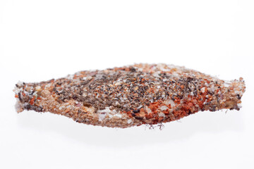 Household casebearer (Phereoeca uterella)