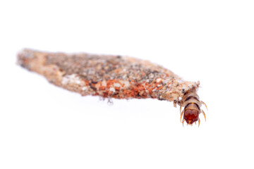Household casebearer (Phereoeca uterella)
