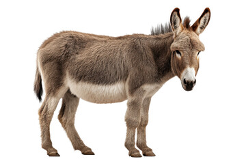 Obraz premium Donkey Isolated on Transparent Background