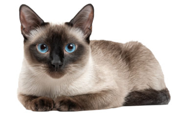 Blue-Eyed Siamese Cat with No Background