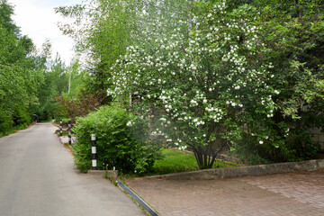 View of a large blooming white viburnum bush in the garden.