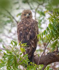 The Golden Eagle is a powerful bird of prey known for its broad wings, golden-brown plumage, and piercing gaze. It soars high over mountains and open landscapes, ruling the skies with grace.