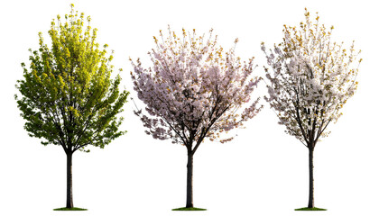 Prunus serrulata Tree Pack – Realistic Cherry Blossoms, Transparent PNG