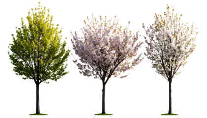 Prunus serrulata Tree Pack – Realistic Cherry Blossoms, Transparent PNG