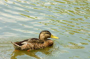 female mallard swimming