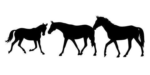 horse vector illustration