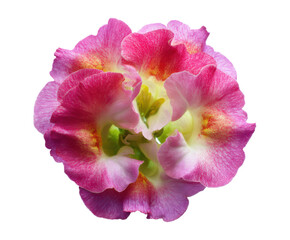 Naklejka premium Close-up View of a Pink and Yellow Snapdragon Flower Blossom
