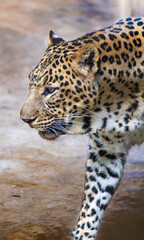 Single big cat cheetah or leopard close up in the dark background.