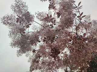 Backlit shot of a smoke tree or smoke bush (Cotinus) with purple leaves and flowers in the shape of wigs