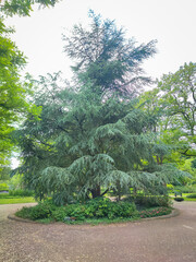 Large Himalayan cedar (Cedrus deodara) with beautiful blue-green drooping branches