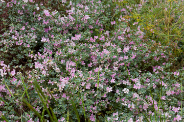 Colorful wildflowers in bloom on a lush hillside in the Alborz Mountains, capturing the vibrant essence of Persian springtime nature.