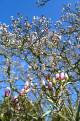 Close-up of pink magnolia tree in blossom. Blooming.