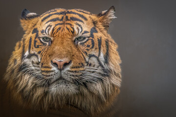 Direct Eye Contact with a Powerful Sumatran Tiger Portrait Against Dark Background