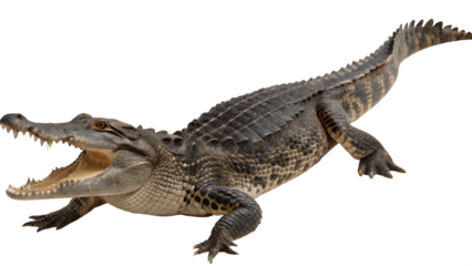 Crocodile isolated on transparent background