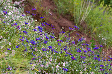 Colorful wildflowers in bloom on a lush hillside in the Alborz Mountains, capturing the vibrant essence of Persian springtime nature.